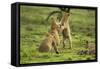 Lion Cubs Playing-null-Framed Stretched Canvas