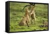 Lion Cubs Playing-null-Framed Stretched Canvas