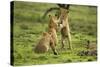 Lion Cubs Playing-null-Stretched Canvas