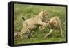 Lion Cubs Playing-null-Framed Stretched Canvas