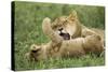 Lion Cubs Playing-null-Stretched Canvas
