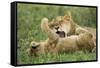 Lion Cubs Playing-null-Framed Stretched Canvas