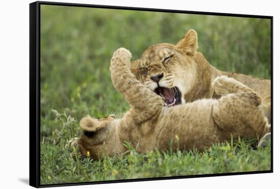 Lion Cubs Playing-null-Framed Stretched Canvas