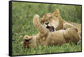 Lion Cubs Playing-null-Framed Stretched Canvas