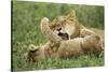 Lion Cubs Playing-null-Stretched Canvas