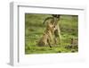 Lion Cubs Playing-null-Framed Photographic Print