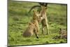 Lion Cubs Playing-null-Mounted Photographic Print