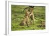 Lion Cubs Playing-null-Framed Photographic Print