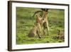 Lion Cubs Playing-null-Framed Photographic Print