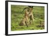 Lion Cubs Playing-null-Framed Photographic Print