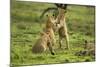 Lion Cubs Playing-null-Mounted Photographic Print