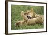 Lion Cubs Playing-null-Framed Photographic Print