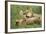 Lion Cubs Playing-null-Framed Photographic Print