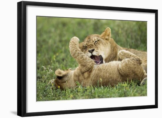 Lion Cubs Playing-null-Framed Photographic Print