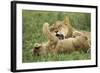 Lion Cubs Playing-null-Framed Photographic Print