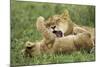 Lion Cubs Playing-null-Mounted Photographic Print