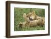 Lion Cubs Playing-null-Framed Photographic Print