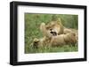 Lion Cubs Playing-null-Framed Photographic Print