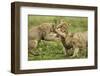 Lion Cubs Playing-null-Framed Photographic Print