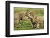 Lion Cubs Playing-null-Framed Photographic Print