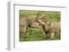 Lion Cubs Playing-null-Framed Photographic Print