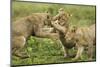 Lion Cubs Playing-null-Mounted Photographic Print