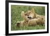 Lion Cubs Playing-null-Framed Photographic Print