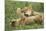 Lion Cubs Playing-null-Mounted Photographic Print