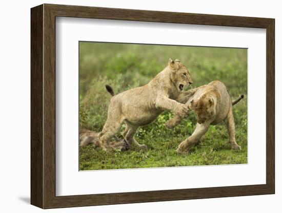 Lion Cubs Playing-null-Framed Photographic Print