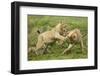 Lion Cubs Playing-null-Framed Photographic Print