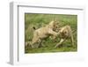 Lion Cubs Playing-null-Framed Photographic Print