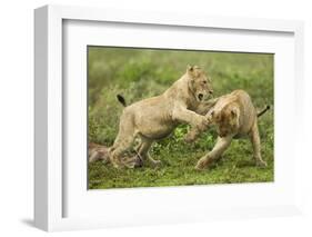 Lion Cubs Playing-null-Framed Photographic Print