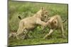 Lion Cubs Playing-null-Mounted Photographic Print