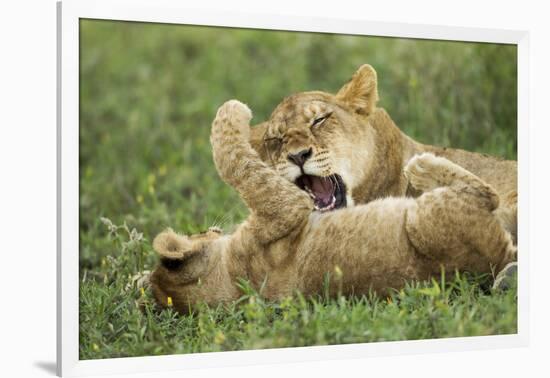 Lion Cubs Playing-null-Framed Photographic Print