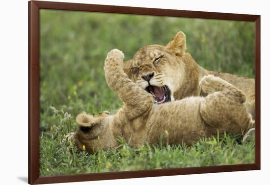 Lion Cubs Playing-null-Framed Photographic Print