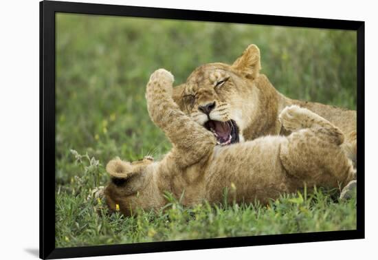 Lion Cubs Playing-null-Framed Photographic Print