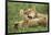 Lion Cubs Playing-null-Framed Photographic Print