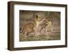 Lion Cubs Playing-Paul Souders-Framed Photographic Print