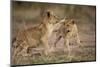 Lion Cubs Playing-Paul Souders-Mounted Photographic Print