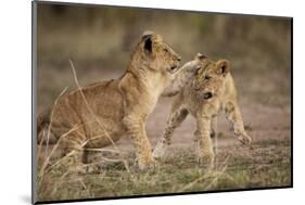 Lion Cubs Playing-Paul Souders-Mounted Photographic Print