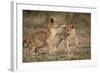 Lion Cubs Playing-Paul Souders-Framed Photographic Print