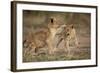 Lion Cubs Playing-Paul Souders-Framed Photographic Print