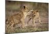 Lion Cubs Playing-Paul Souders-Mounted Photographic Print