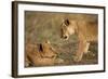 Lion Cubs Playing-Paul Souders-Framed Photographic Print