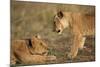 Lion Cubs Playing-Paul Souders-Mounted Photographic Print