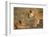 Lion Cubs Playing-Paul Souders-Framed Photographic Print