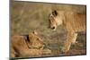 Lion Cubs Playing-Paul Souders-Mounted Photographic Print