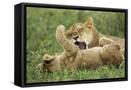 Framed Canvas