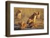 Lion Cubs Resting-Paul Souders-Framed Photographic Print