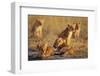 Lion Cubs Resting-Paul Souders-Framed Photographic Print